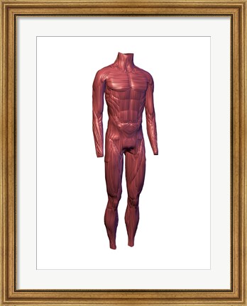 Framed Close-up of human muscles Print
