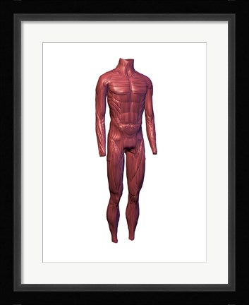 Framed Close-up of human muscles Print