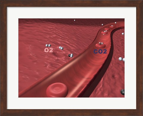 Framed Close-up of the atoms of oxygen and carbon dioxide in human blood platelets Print