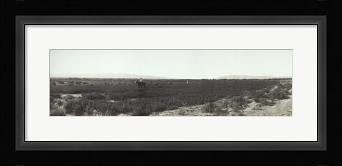 Framed Alfalfa fields, Pre City Las Vegas, Nevada Print