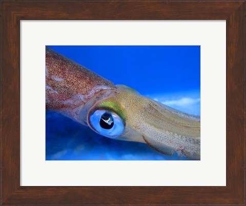 Framed Close-up of a squid underwater Print