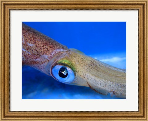 Framed Close-up of a squid underwater Print