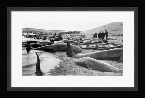 Framed Chase and capture of blackfish cape cod Print