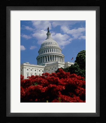 Framed Flowering plants in front of the Capitol Building, Washington, D.C., USA Print