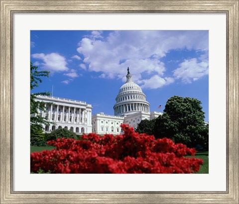 Framed Flowering plants in front of the Capitol Building, Washington, D.C., USA Print
