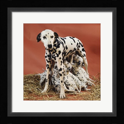 Framed Dalmatians Print