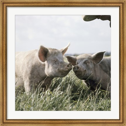 Framed Happy Pigs Print