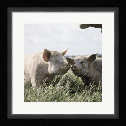 Framed Happy Pigs Print