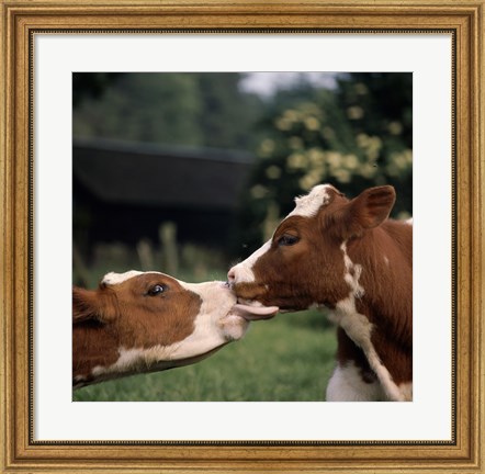 Framed Cow Kiss Print