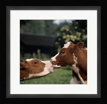 Framed Cow Kiss Print