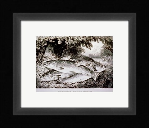 Framed American Brook Trout Print