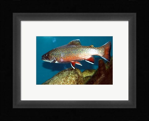Framed Brook trout Print