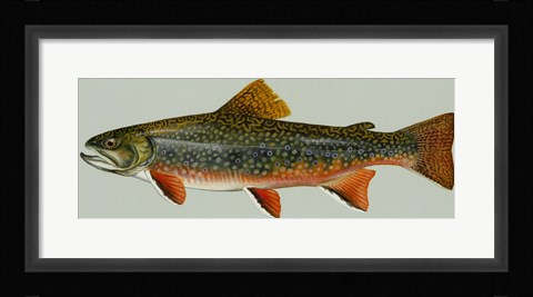 Framed Brook trout Print
