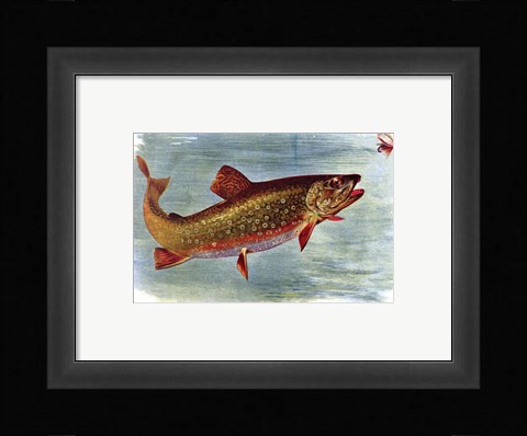 Framed Brook Trout American Fishes Print