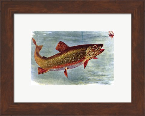 Framed Brook Trout American Fishes Print