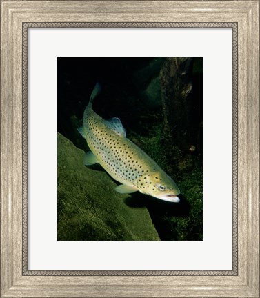 Framed Brown Trout Underwater Print