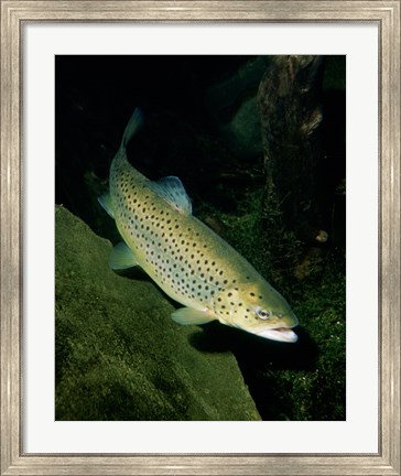 Framed Brown Trout Underwater Print