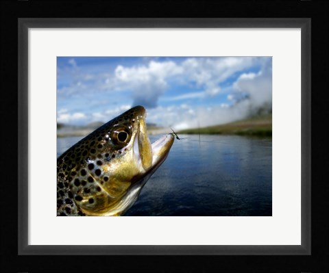 Framed Brown Trout and Soft Hackle Nymph Print