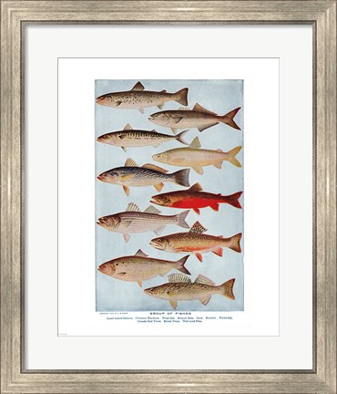 Framed Group of Fishes Print