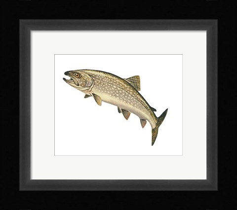 Framed Lake Trout Print
