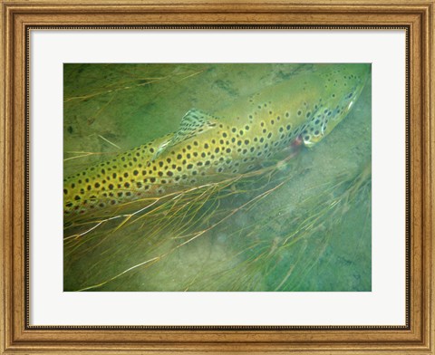 Framed Madison River Brown Trout Print