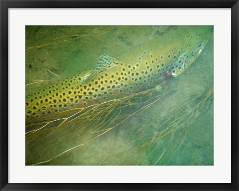 Framed Madison River Brown Trout Print