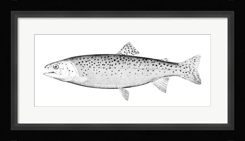 Framed Rainbow Trout - B&amp;W Print