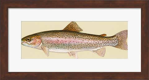 Framed Rainbow trout - long Print