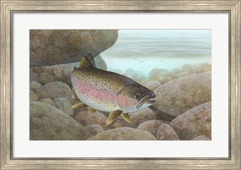 Framed Rainbow trout - swimming Print