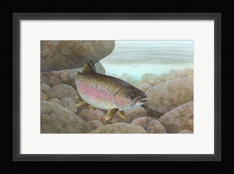 Framed Rainbow trout - swimming Print