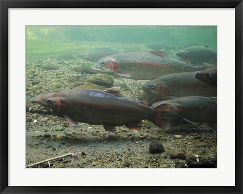 Framed Rainbow trout - photo Print