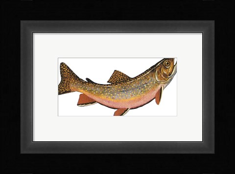 Framed Salvelinus Fontinalis Print