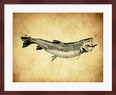 Framed Trout - black and white Print