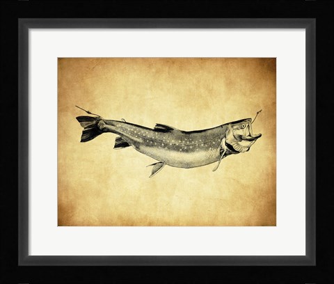 Framed Trout - black and white Print
