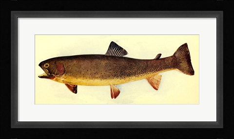 Framed Yellowstone cutthroat trout Print