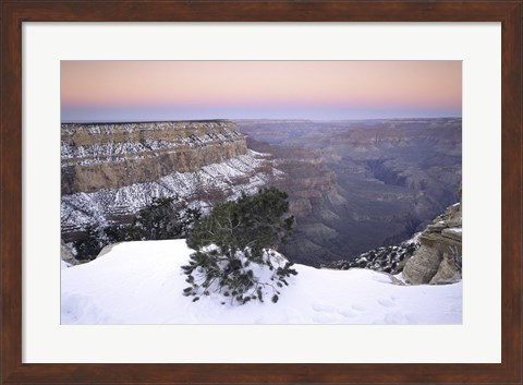 Framed High angle view of a tree on a snow covered mountain, South Rim, Grand Canyon National Park, Arizona, USA Print