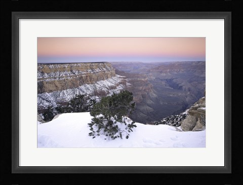 Framed High angle view of a tree on a snow covered mountain, South Rim, Grand Canyon National Park, Arizona, USA Print