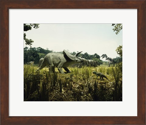 Framed Triceratops with a tyrannosaur and a torosaurus in a forest Print