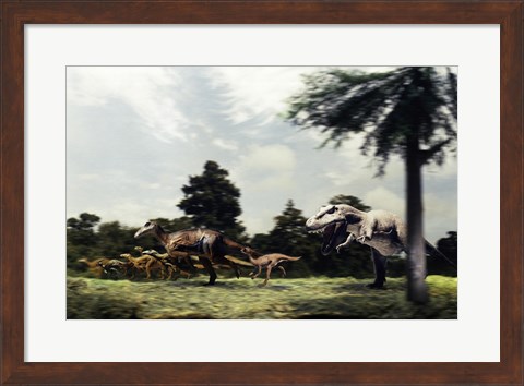 Framed Side profile of a tyrannosaur attacking a group of anatosaurus Print