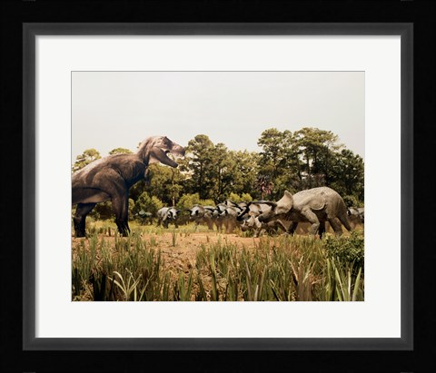 Framed Tyrannosaur standing in front of a group of triceratops in a field Print