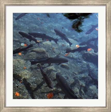 Framed Trout - under water Print