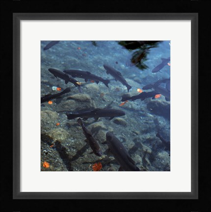 Framed Trout - under water Print