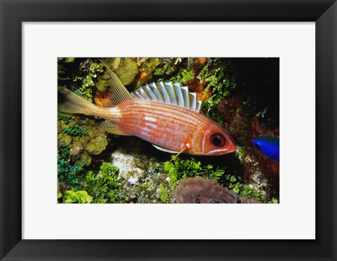 Framed Squirrel fish, Cozumel, Mexico Print