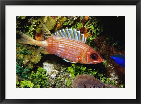Framed Squirrel fish, Cozumel, Mexico Print