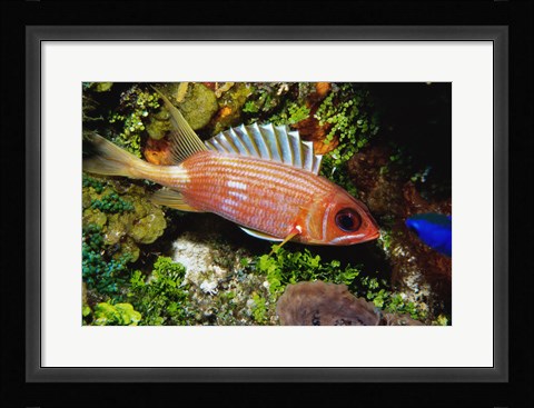 Framed Squirrel fish, Cozumel, Mexico Print