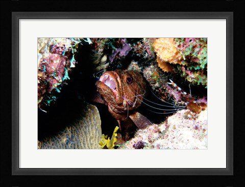 Framed Close-up of a grouper fish hiding, Bonaire, Netherlands Antilles Print