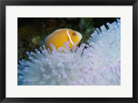 Framed Clown Fish, Nananu-I-Ra Island, Fiji Print