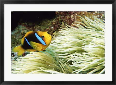 Framed Close-up of a Two-banded Clown fish swimming underwater, Nananu-I-Ra Island, Fiji Print