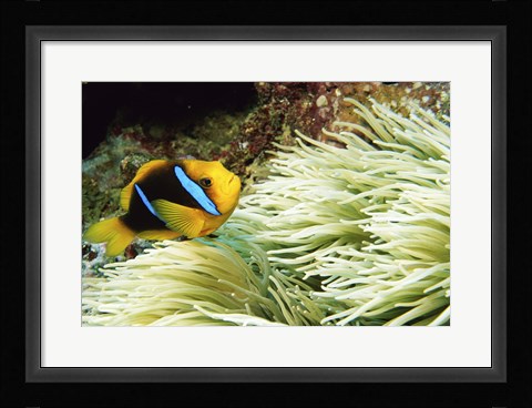 Framed Close-up of a Two-banded Clown fish swimming underwater, Nananu-I-Ra Island, Fiji Print