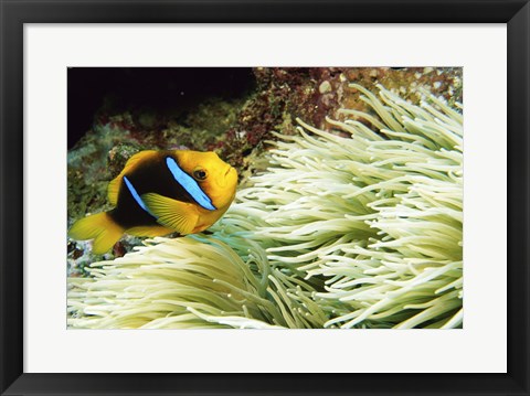 Framed Close-up of a Two-banded Clown fish swimming underwater, Nananu-I-Ra Island, Fiji Print